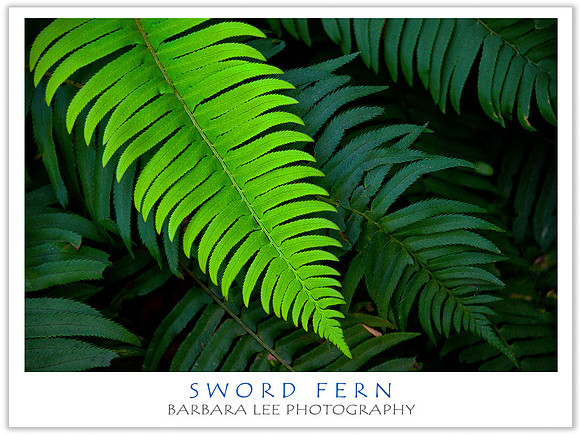 Sword Fern - Henry Cowell Redwoods State Park, California