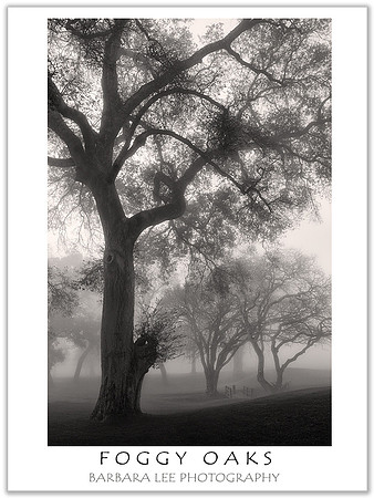 Foggy Oaks