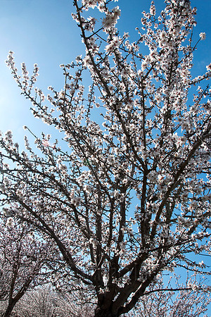 In Full Bloom