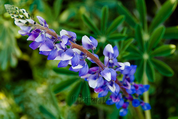 Lupine, Chino Hills State Park, California - March, 2008