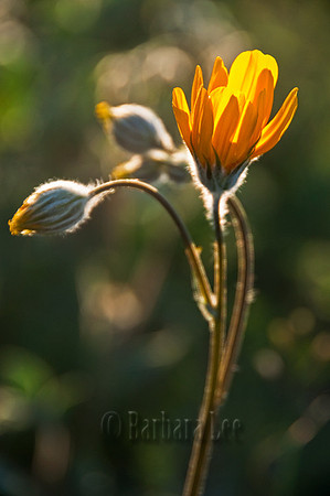 Desert Sunflower, Anza Borrego Desert State Park - March, 2010