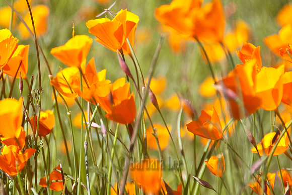 Poppy Madness