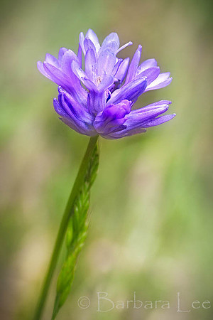 Bluedick, Sunol Regional Wilderness
