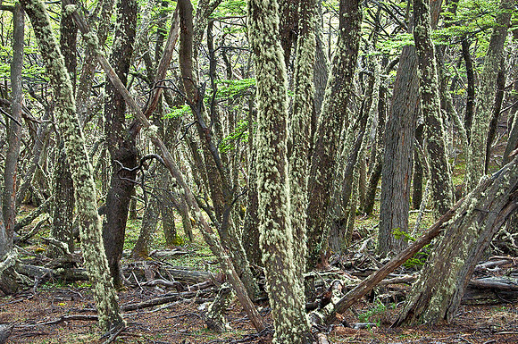 Beech Forest Chaos
