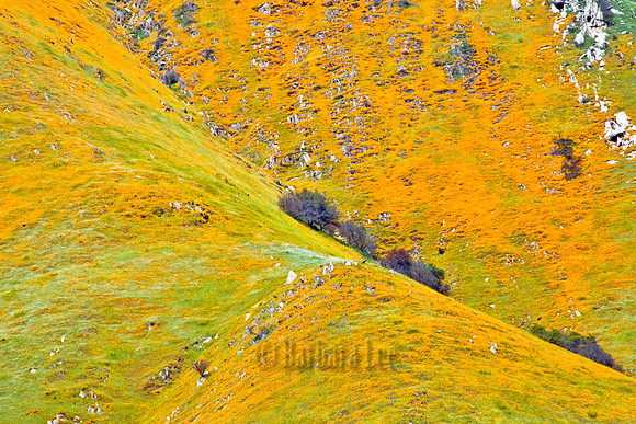 Poppies Blanket a Hillside in the Merced River Canyon - March, 2009