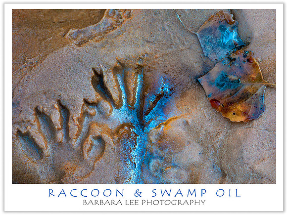 Raccoon Tracks and Fallen Leaf on Swamp Oil Creek - Zion National Park