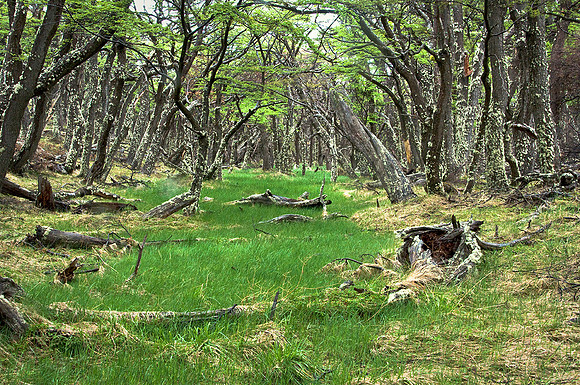 Lenga Forest