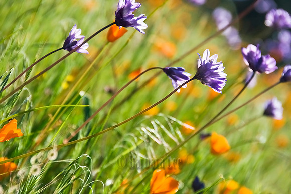 Bluedicks and Poppies