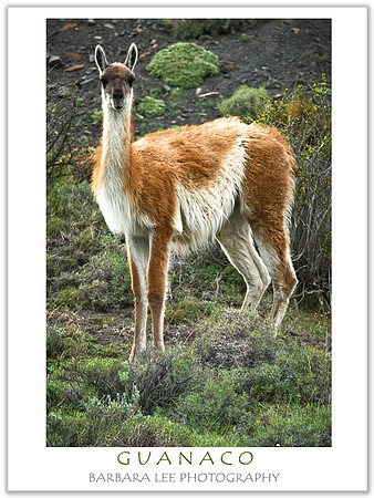 Portrait of a Guanaco
