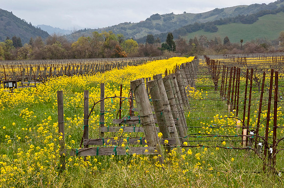 Westside Road Along the Russian River