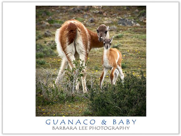 Baby Guanaco with Mom