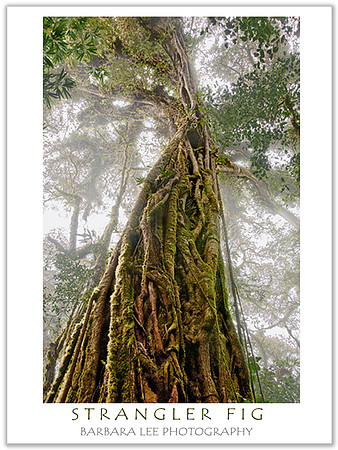 Strangler Fig