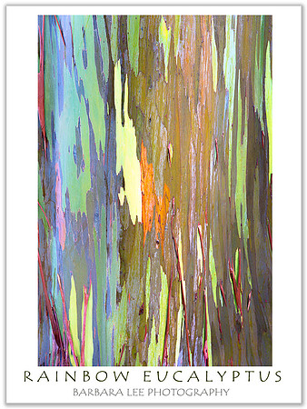 Rainbow Eucalyptus