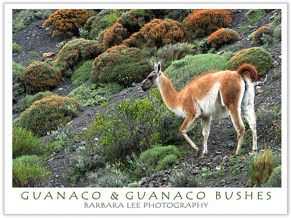 Guanaco with Guanaco Bushes