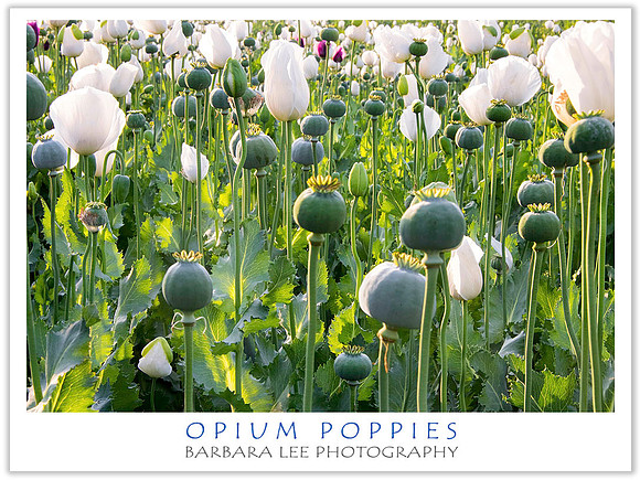 Opium Poppies