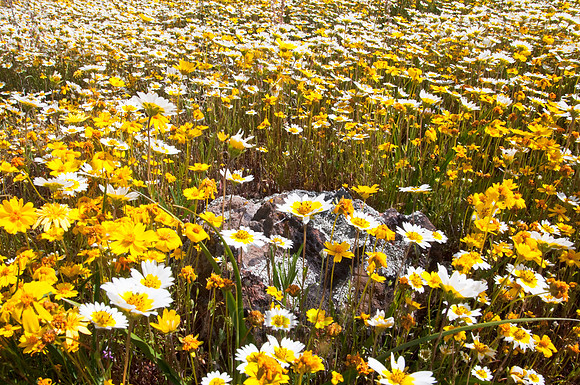 Field of Tidy Tips