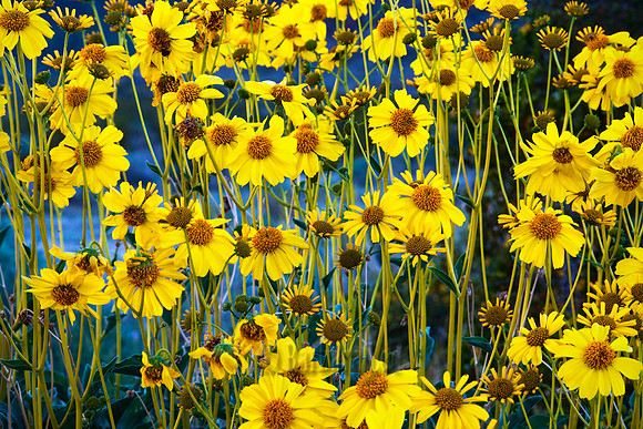 Brittlebush - Anza Borrego Desert State Park - March, 2010