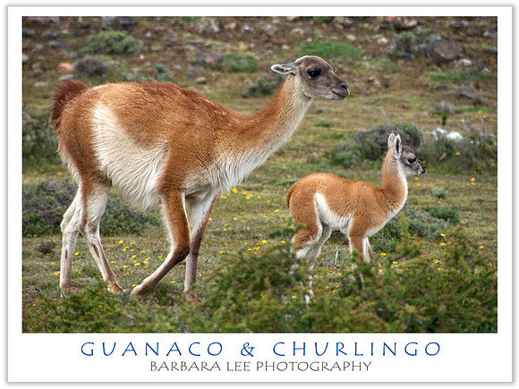 Baby Guanaco and Mom on the Move