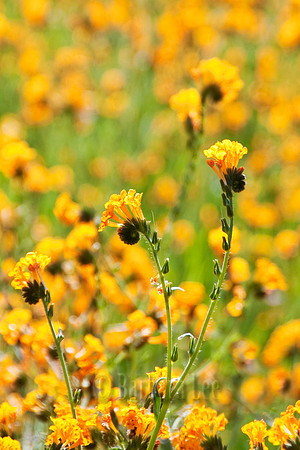 Fiddleneck Field