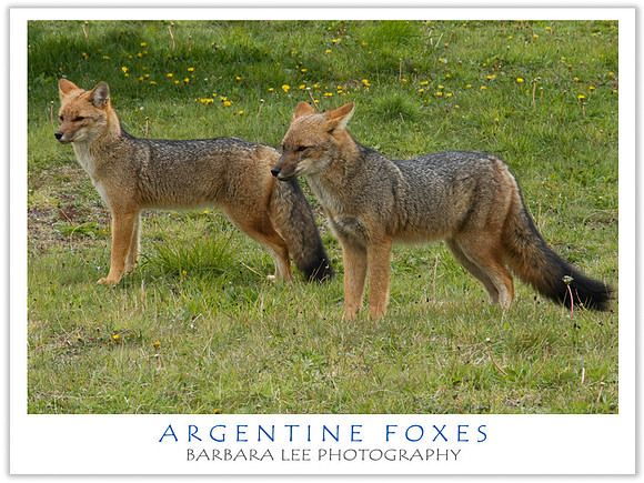 Two Red Foxes