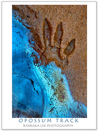 Opossum Track on Swamp Oil Creek - Zion Nationa Park
