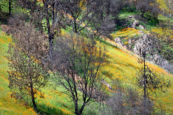 Rebirth After the Fire