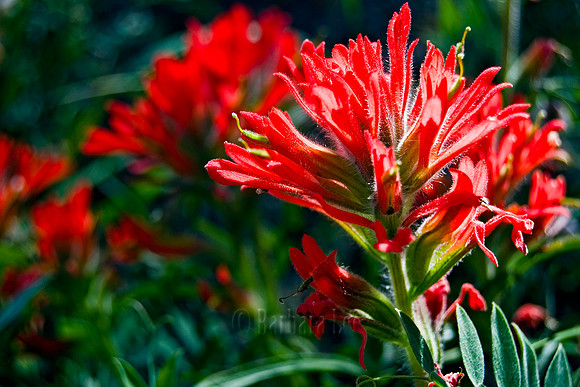 Indian Paintbrush on Mines Road in Livermore, California - April, 2008