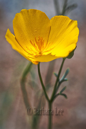 Little Gold Poppy, Anza Borrego Desert State Park - March, 2010