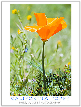 California Poppy