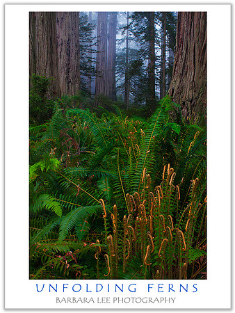 Unfolding Ferns