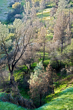 Evening Along the Merced River