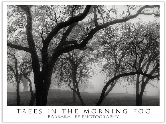 Trees in the Morning Fog