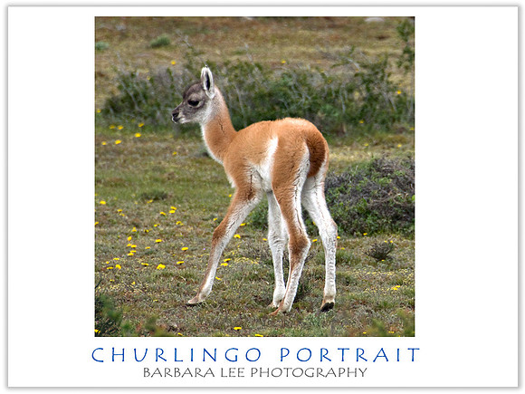 Baby Churlingo