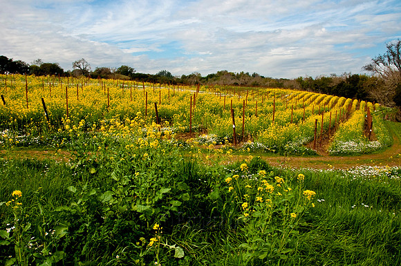 Russian River Mustard