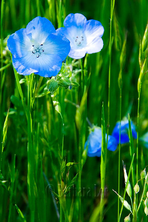 Blue and Green