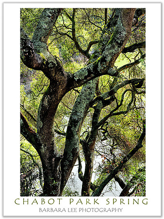 Chabot Park Spring