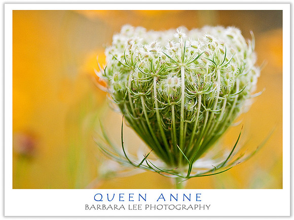 Queen Anne