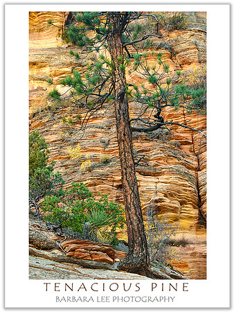 Tenacious Pine - Zion National Park High Country