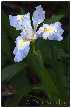 Douglas Iris - Huckleberry Regional Reserve