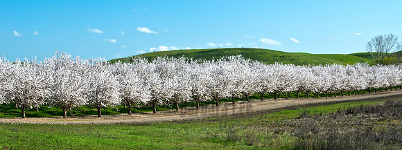 Capay Valley Almond Orchard Panorama