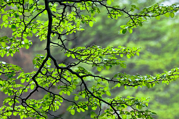 Backlit Southern Beech
