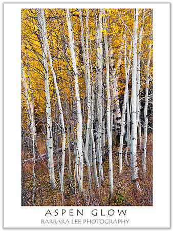 Aspens - Hope Valley, California Sierras