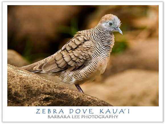 Zebra Dove Geopelia striata