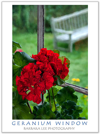 Geraniums and Bench