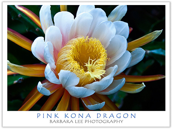 Pink Kona Dragon