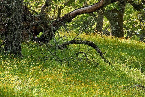 Buttercups and Oak Tree
