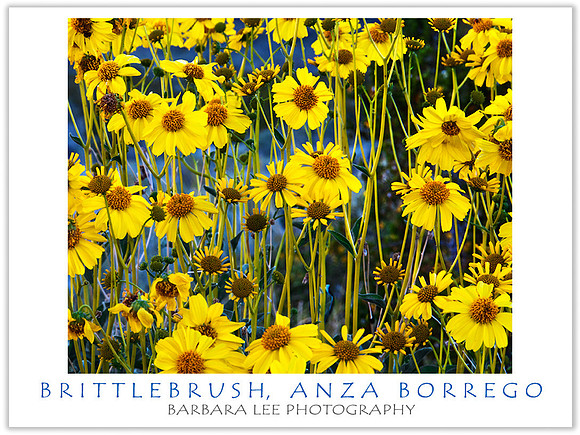 Brittlebush - Anza Borrego Desert
