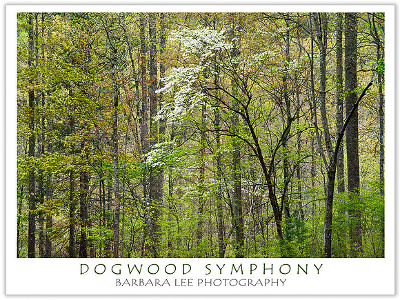 Dogwood Symphony