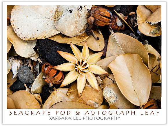 Sea Grape Pod with Autograph Tree Leaves - Big Island of Hawaii