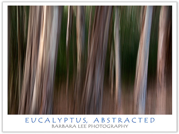 Eucalyptus - Tilden Regional Park - September, 2009